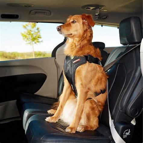 dog car restraints and harnesses.